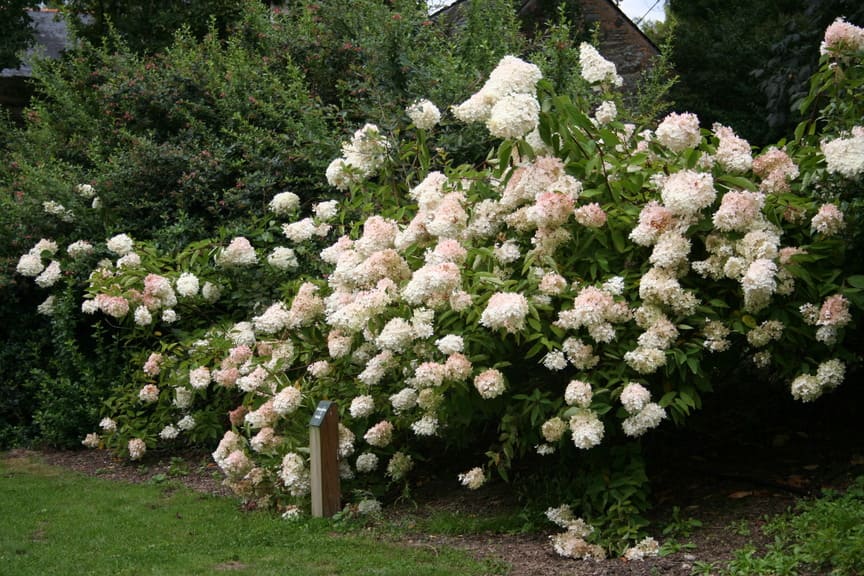 Les Hortensias du Haut Bois Webb's variety hortensia paniculata blanc