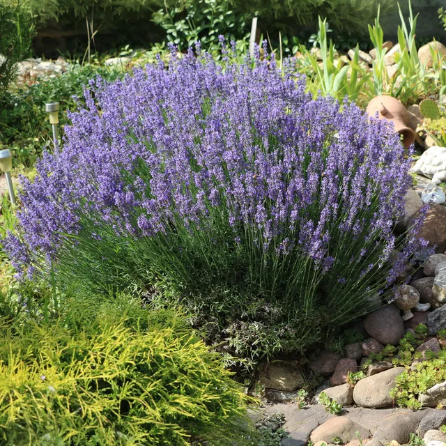Bakker Lavande vraie graines 0,4g plante aromatique parfumée