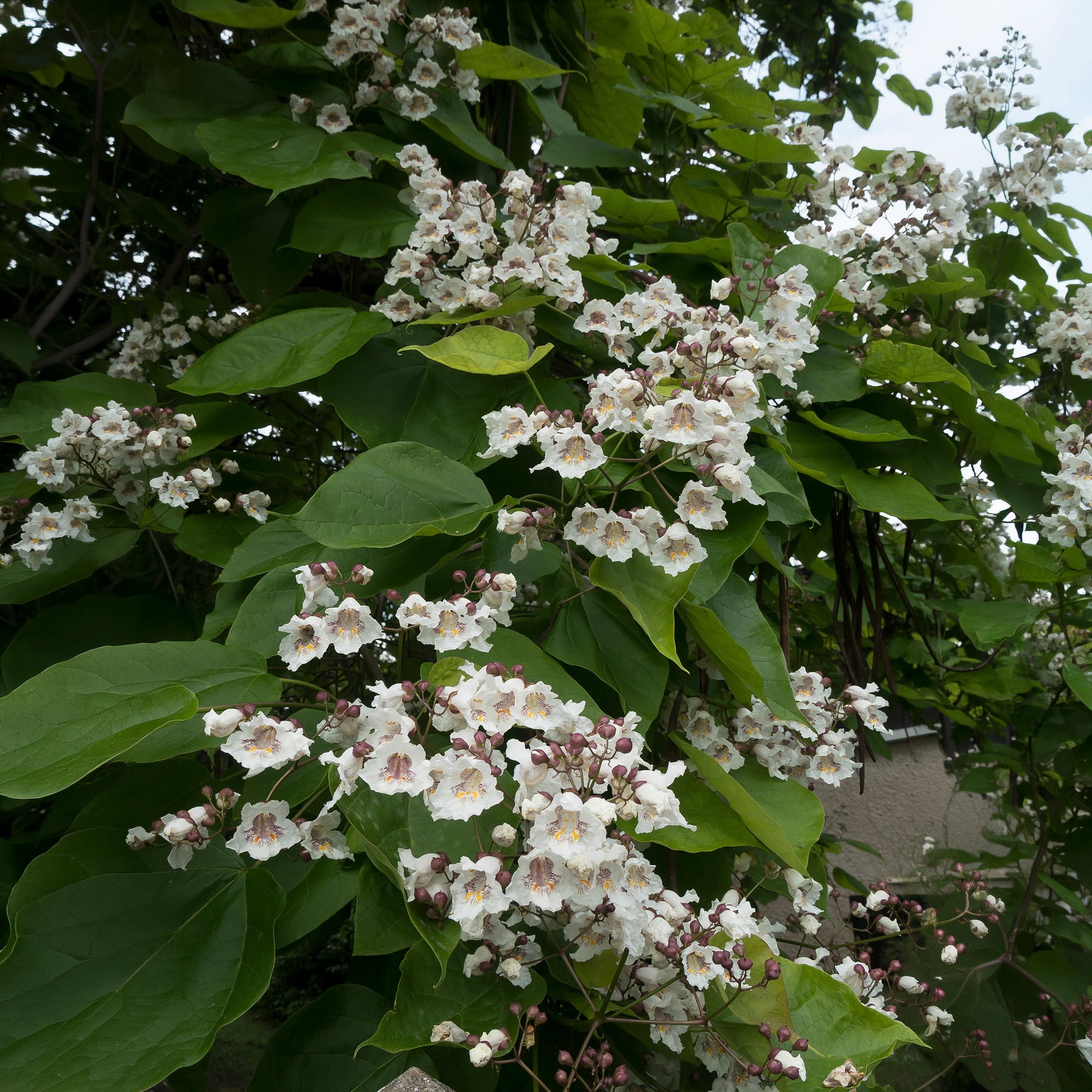 Bakker Catalpa commun racine nue 80-100cm blanc