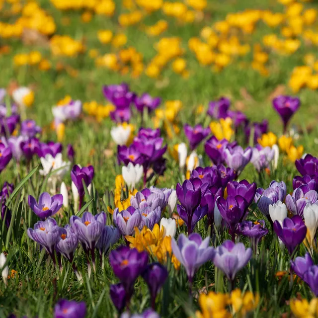 Bakker Mammouth crocus en mélange sachet 25 bulbes mars
