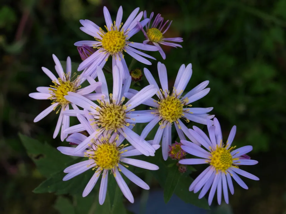 Passion Vivaces Aster Asran plante vivace mauve godet