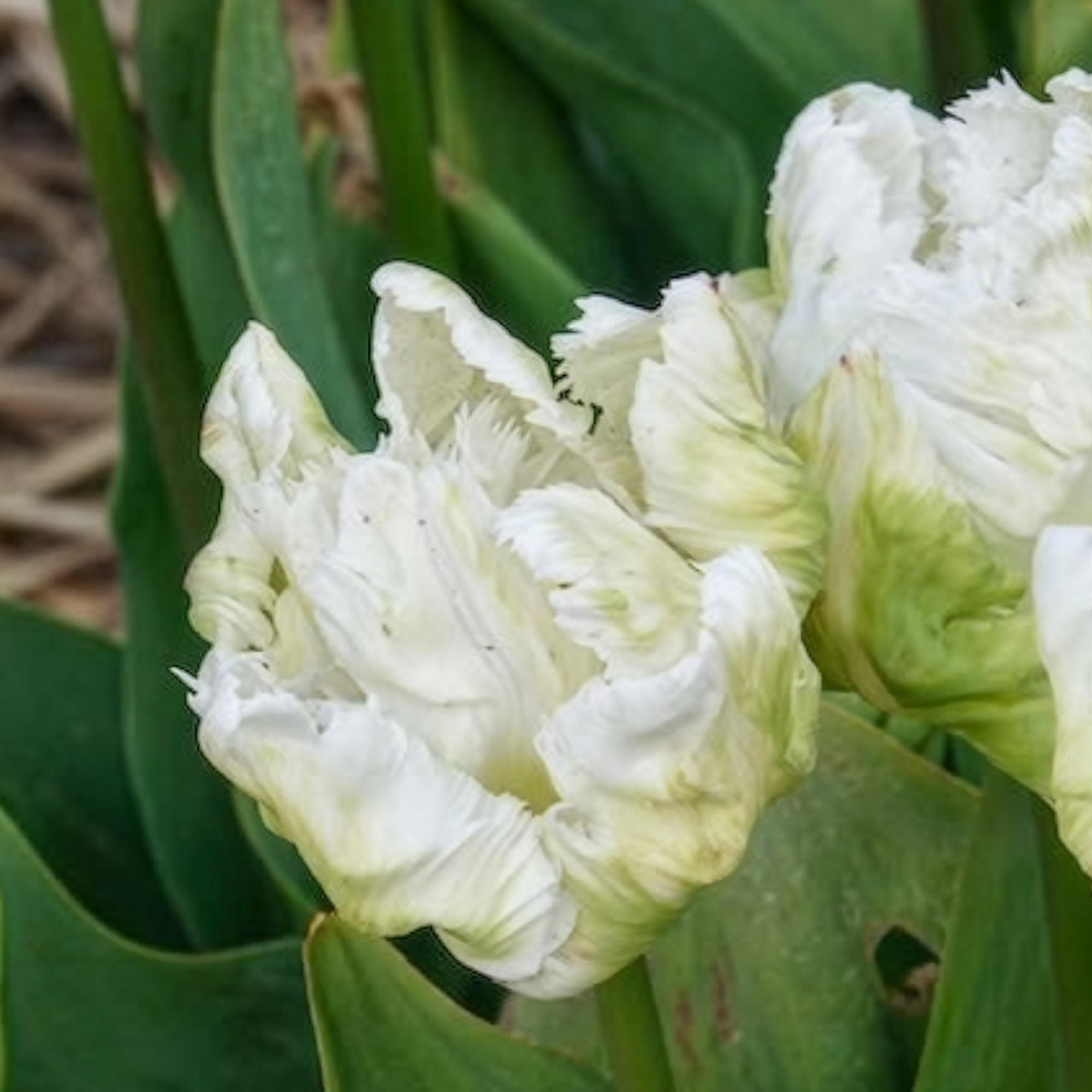 Bakker White Parrot tulipe perroquet blanche 7 bulbes 12cm