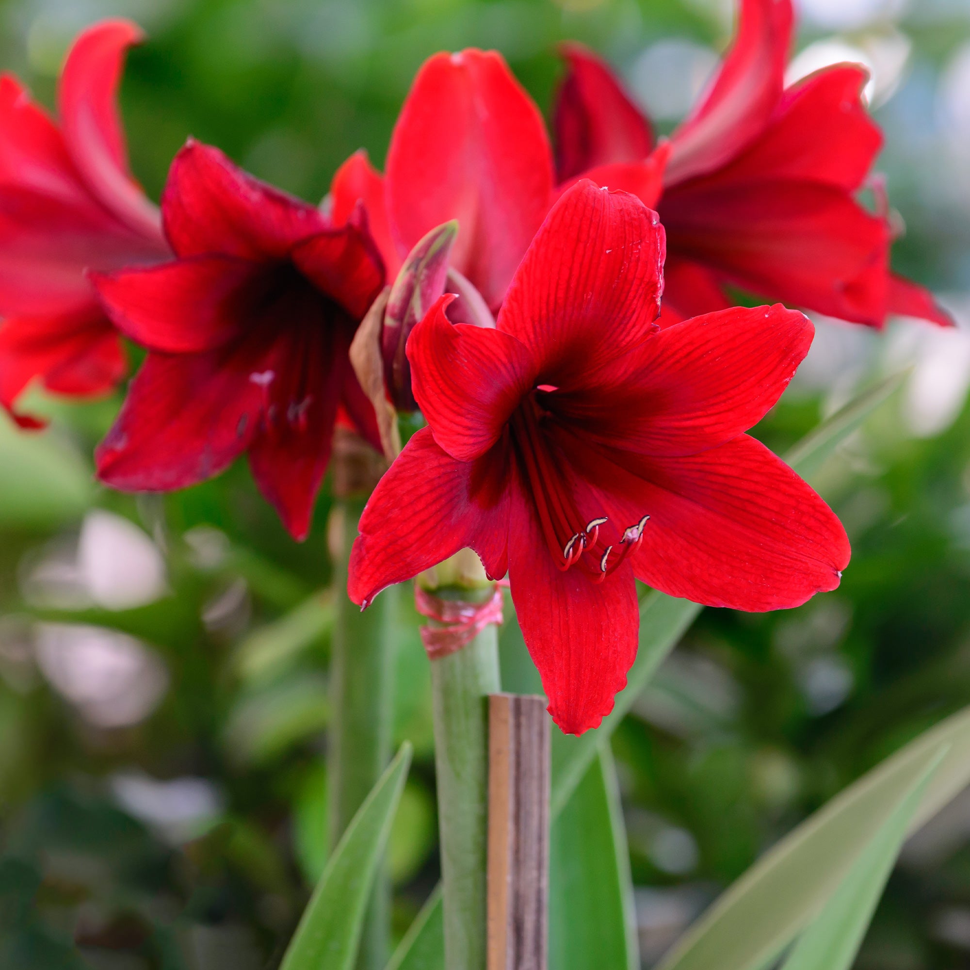Bakker Wax Amaryllis Gloss Gold bulbe rouge pièce