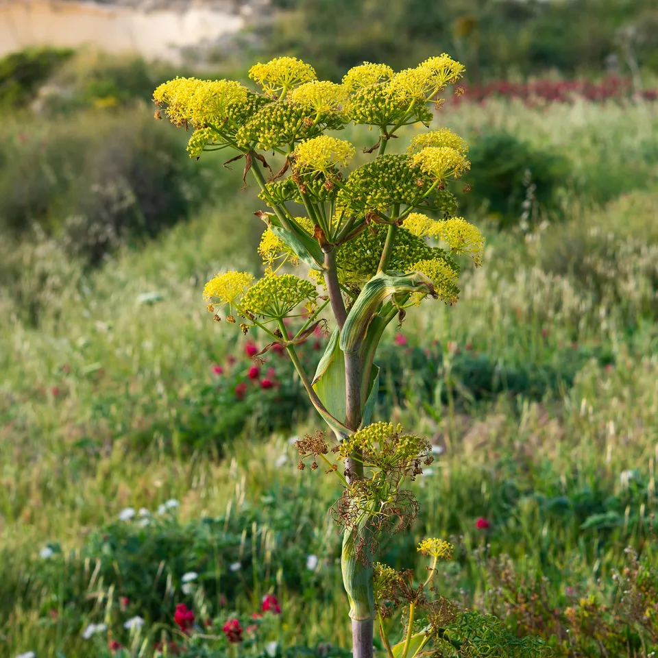 Bakker Férule commune plante d'extérieur pot 8cm jaune