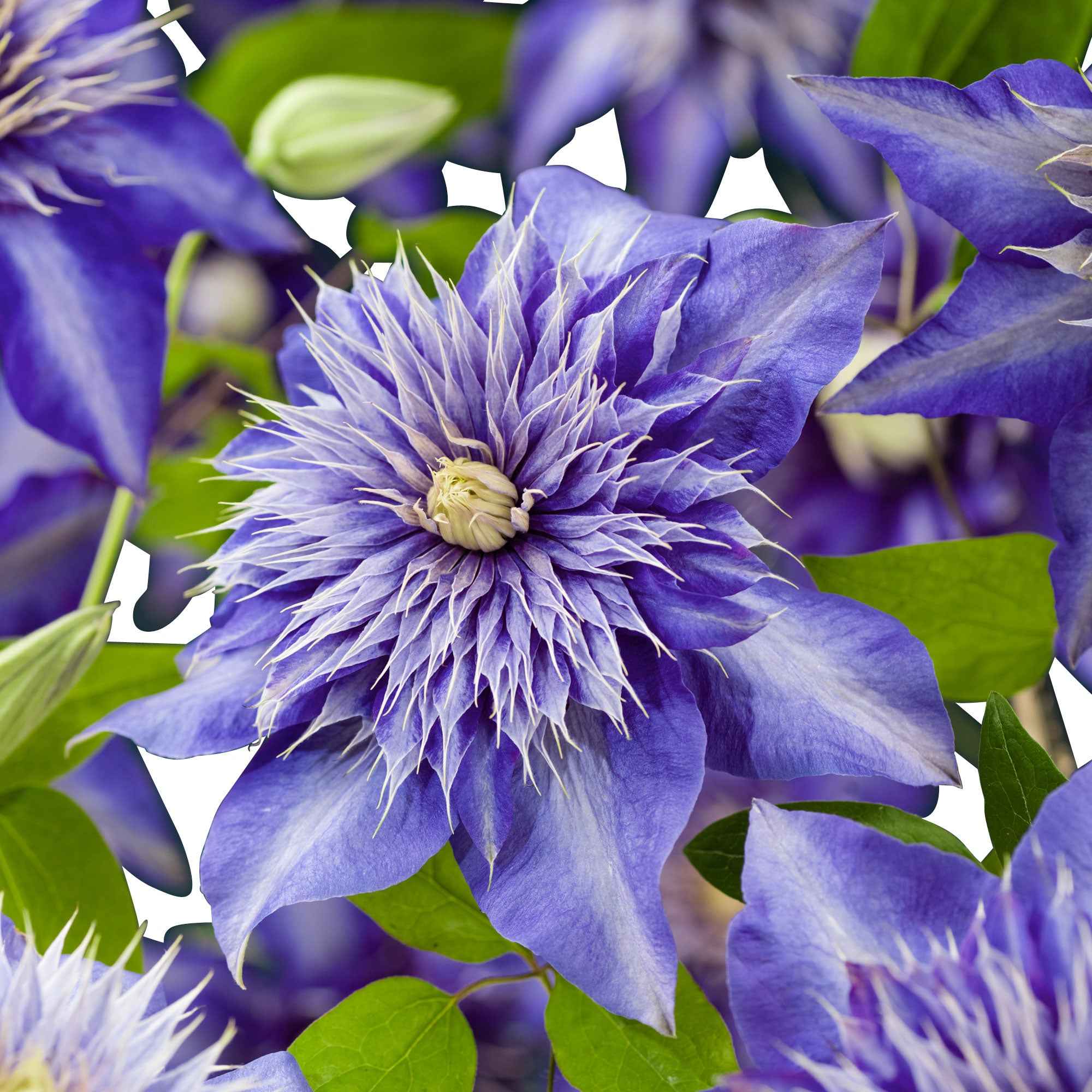 Bakker Multi Blue Clématite grimpante pot 2L fleurs bleues