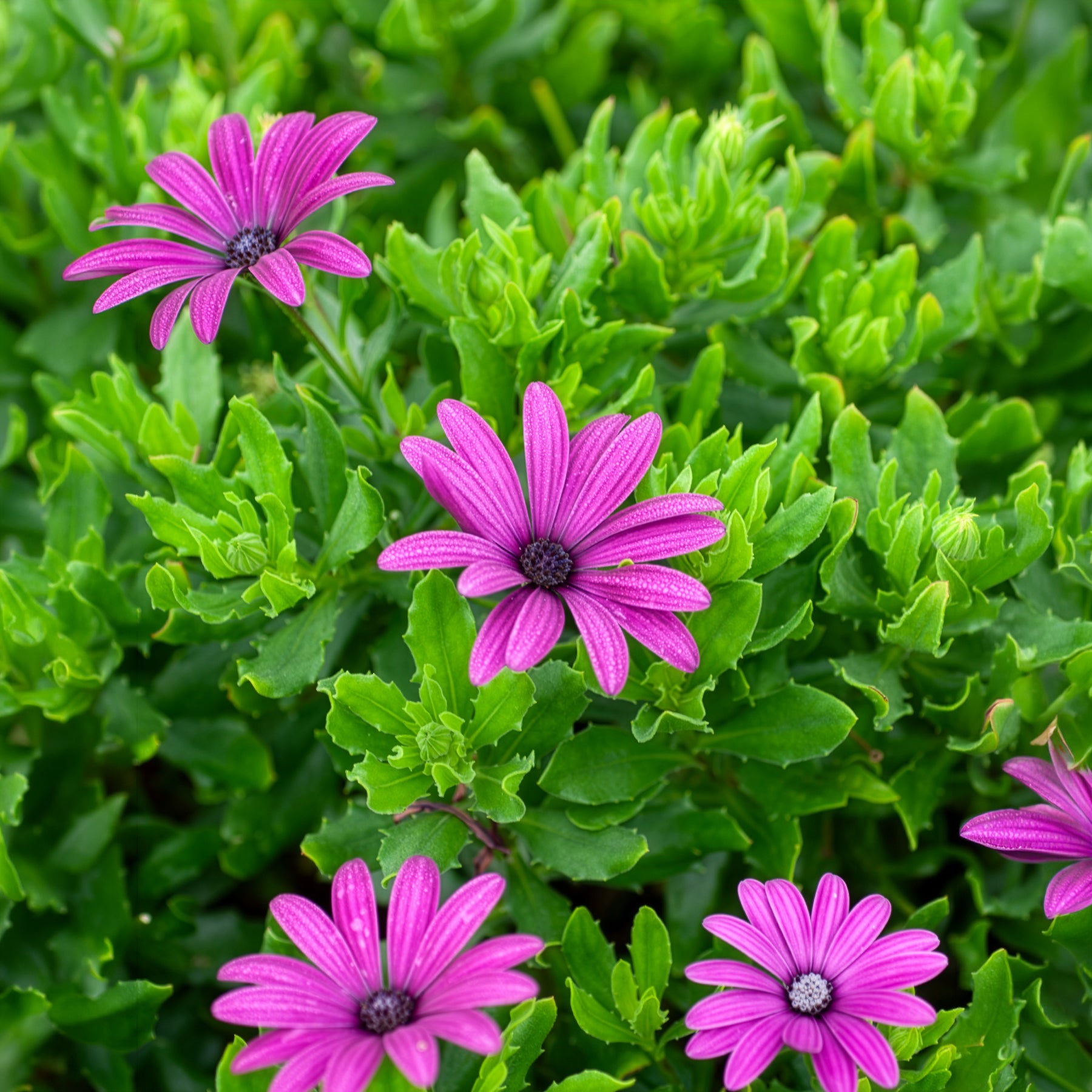 Bakker Marguerites du Cap pourpres lot 3 pots fleur fuchsia