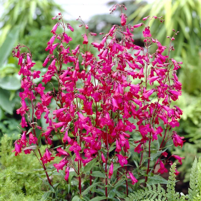 Bakker Andenken an Friedrich Hahn penstemon vivace pot 9 cm