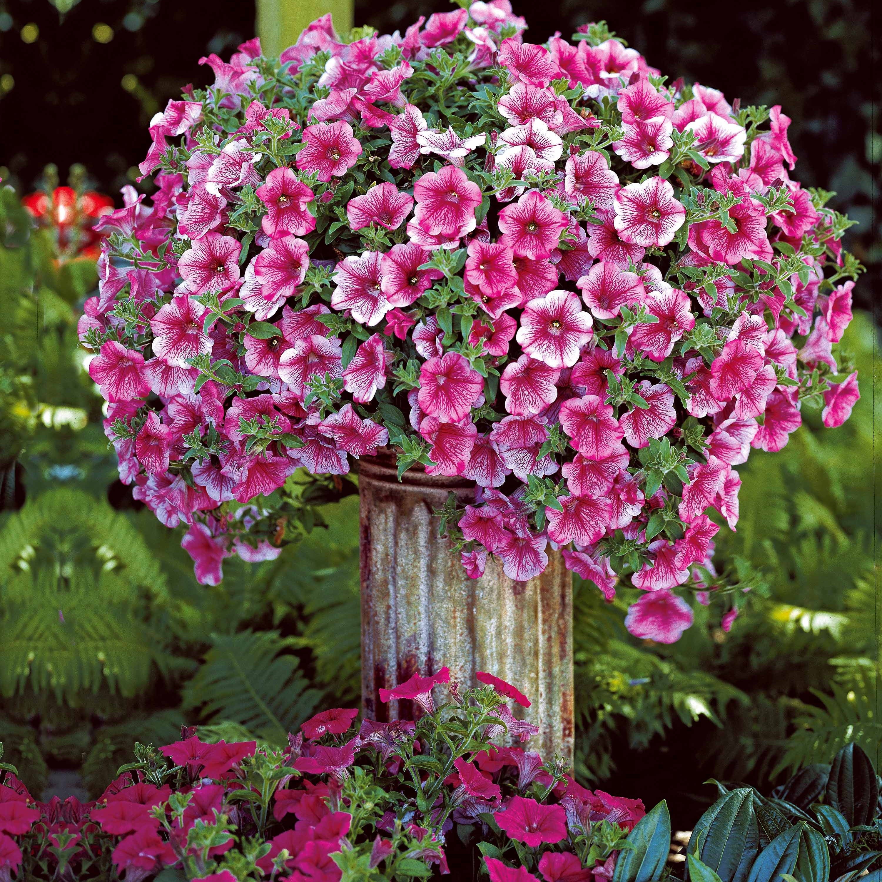 Bakker Collection 9 Pétunias rouges roses jaunes 9 pots