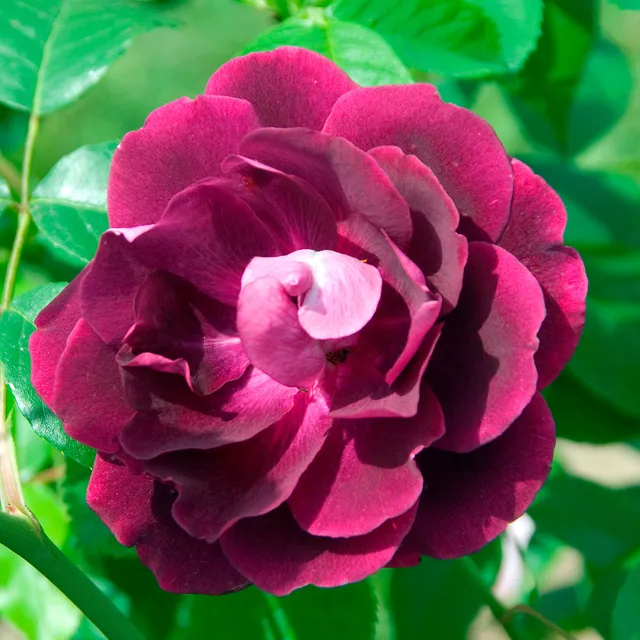Bakker Rosiers Burgundy Ice rosier buisson bordeaux pot 3L