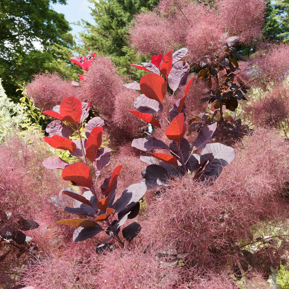 Bakker Arbre à perruque Royal Purple pot 2L pourpre