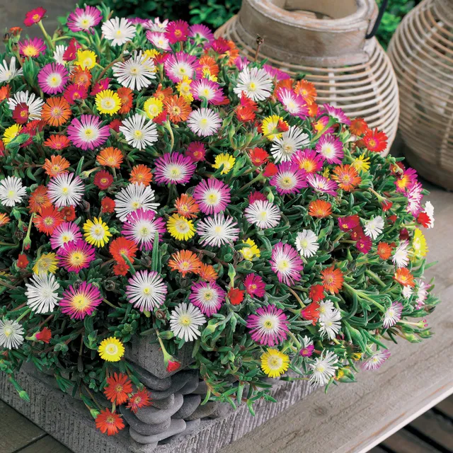 Bakker Plantes vivaces Pourpier de Cooper mélange 3 pots Ø12cm