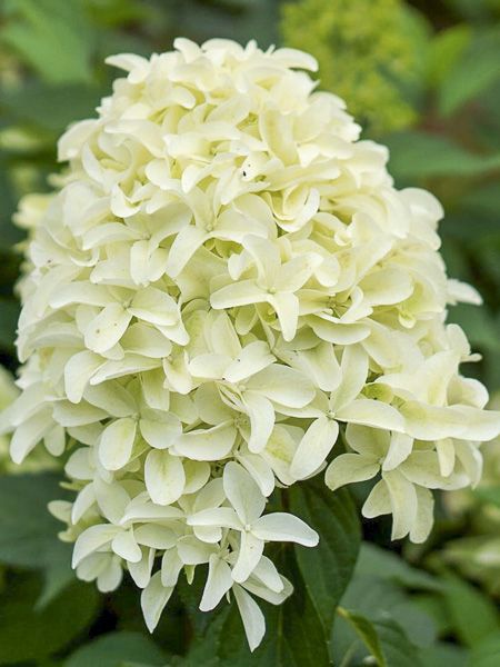Hydrangea paniculata Skyfall hortensia paniculé godet