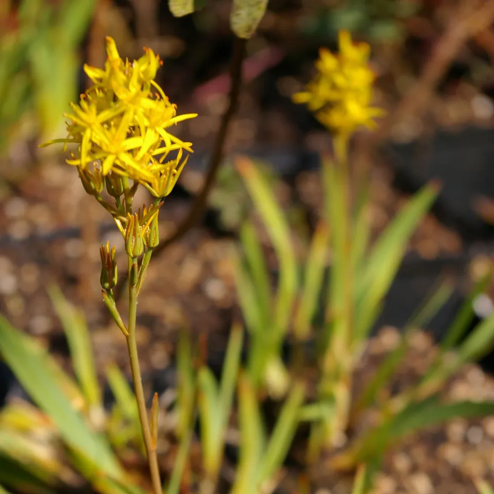 Carniflore Narthecium ossifragum plante tourbière fleur jaune 25cm