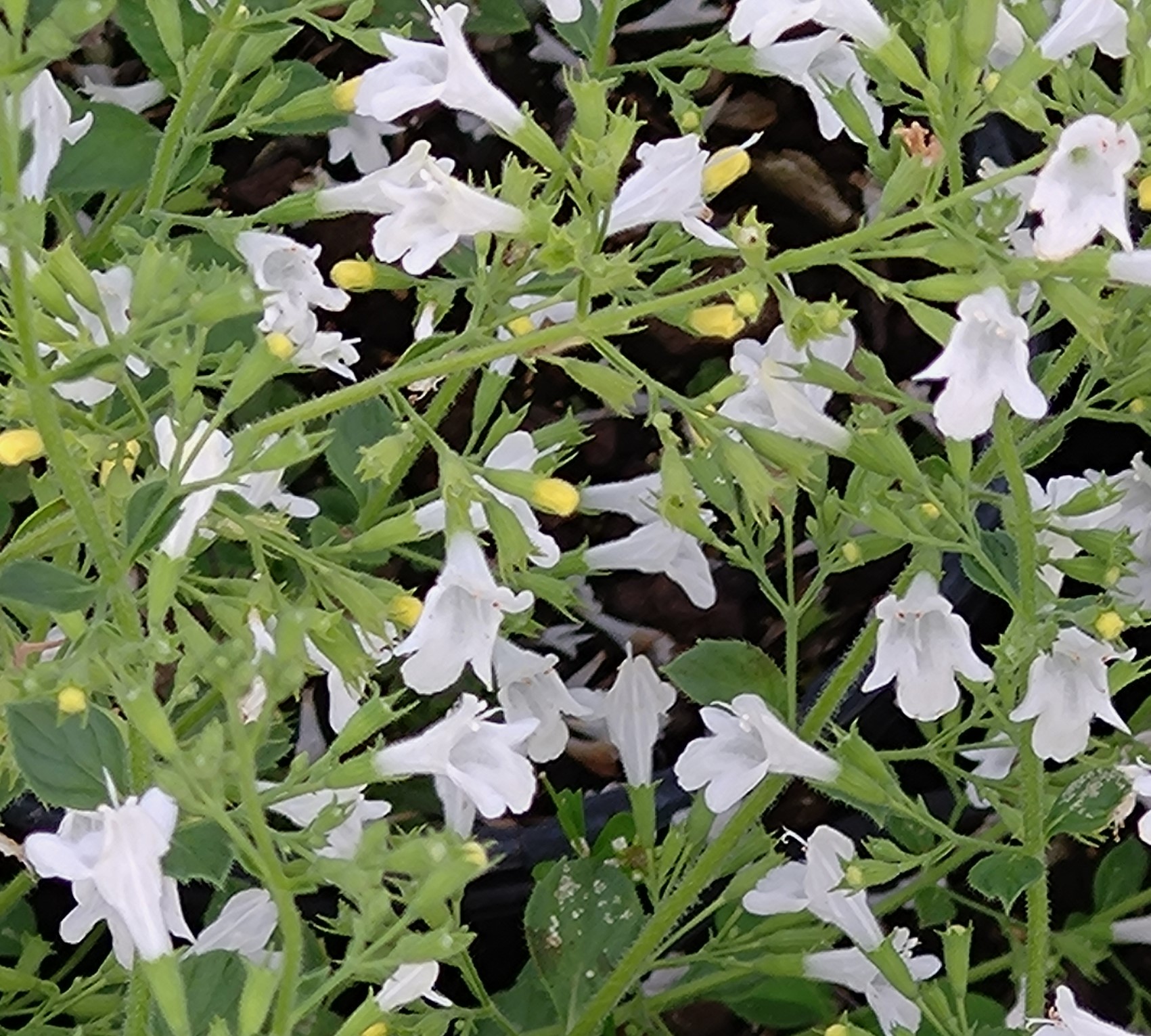Passion Vivaces Calamintha White Cloud plante pot 1L