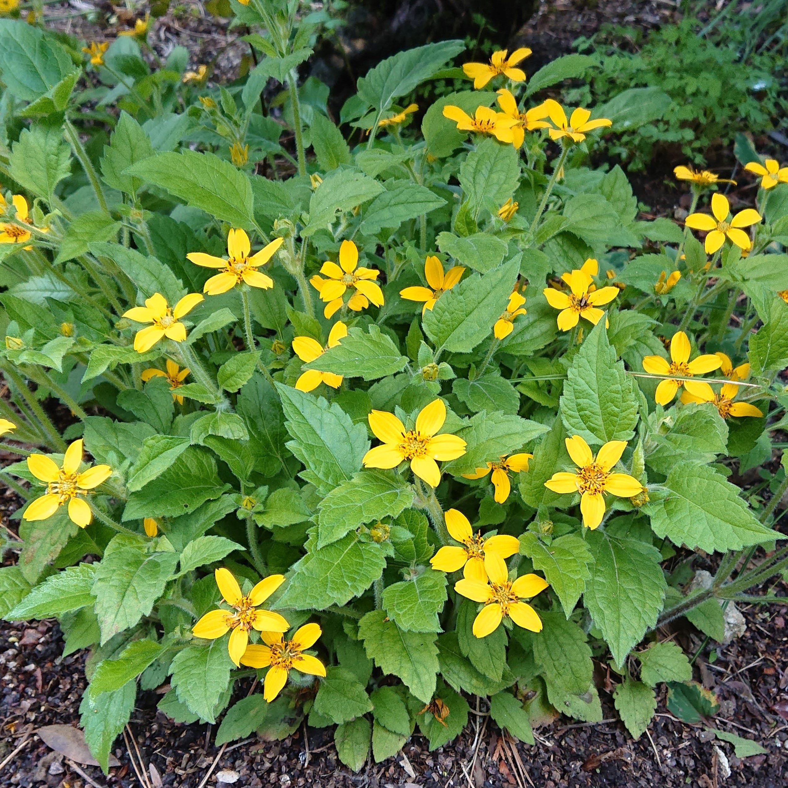 Passion Vivaces Chrysogonum virginianum plante vivace pot 1L jaune