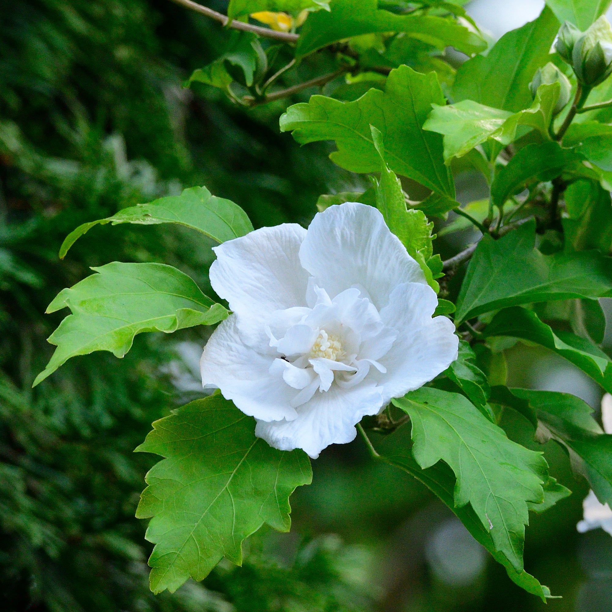 Bakker Hibiscus Flower Tower White arbuste pot 9cm blanc