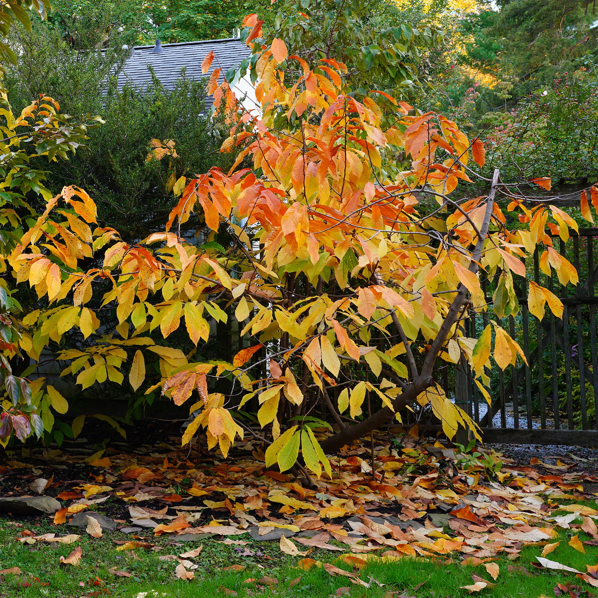 Bakker Fruitiers Asiminier Triloba arbre fruitier 3L 80-100cm