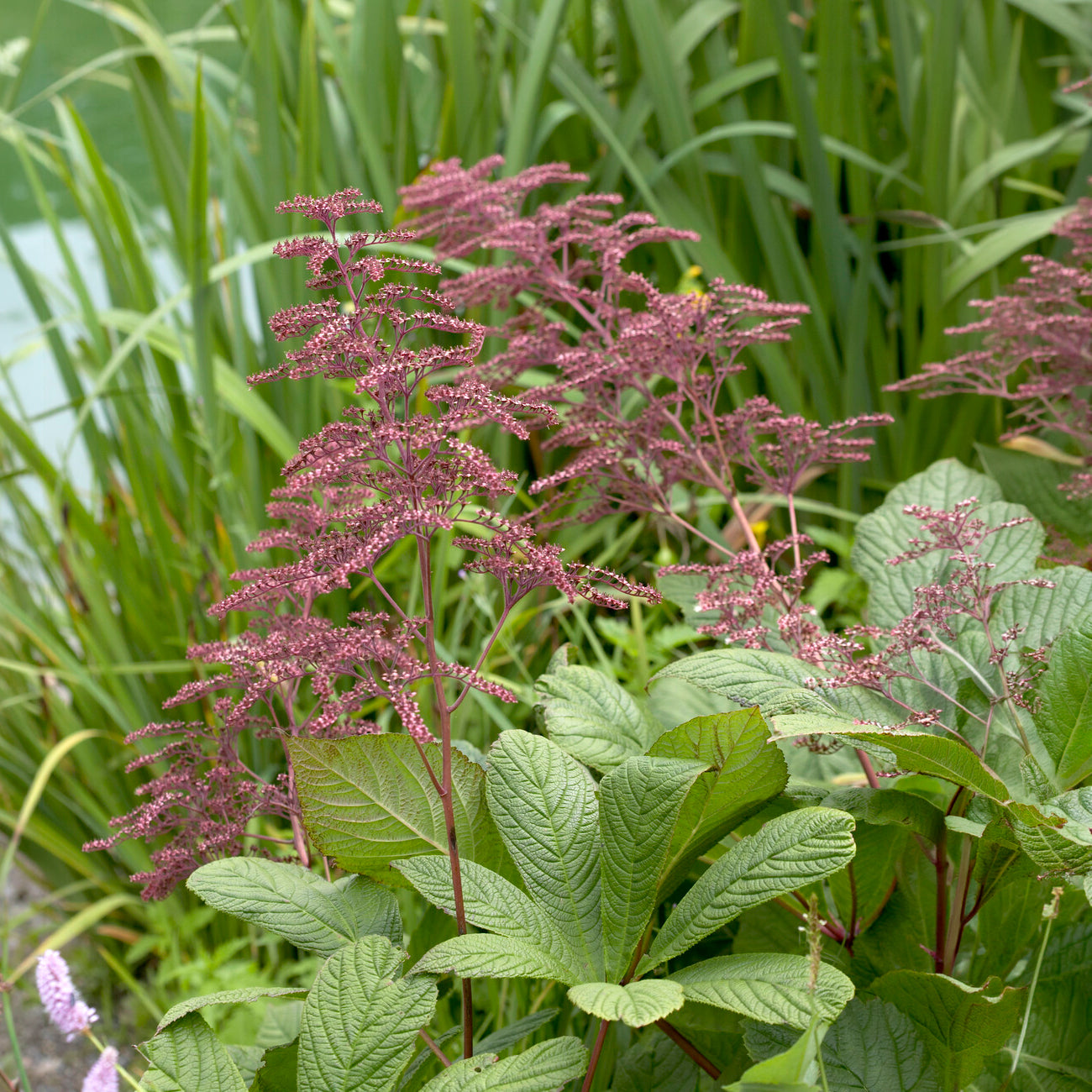 Bakker Rodgersia henrici plante vivace pot 9cm fleur rose