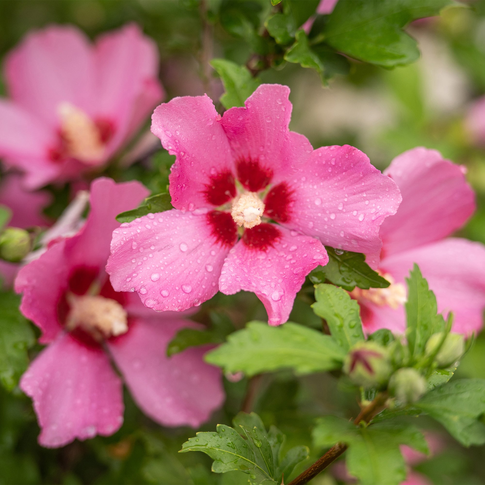 Bakker Hibiscus Woodbridge arbuste pot 2L 25-30cm rose