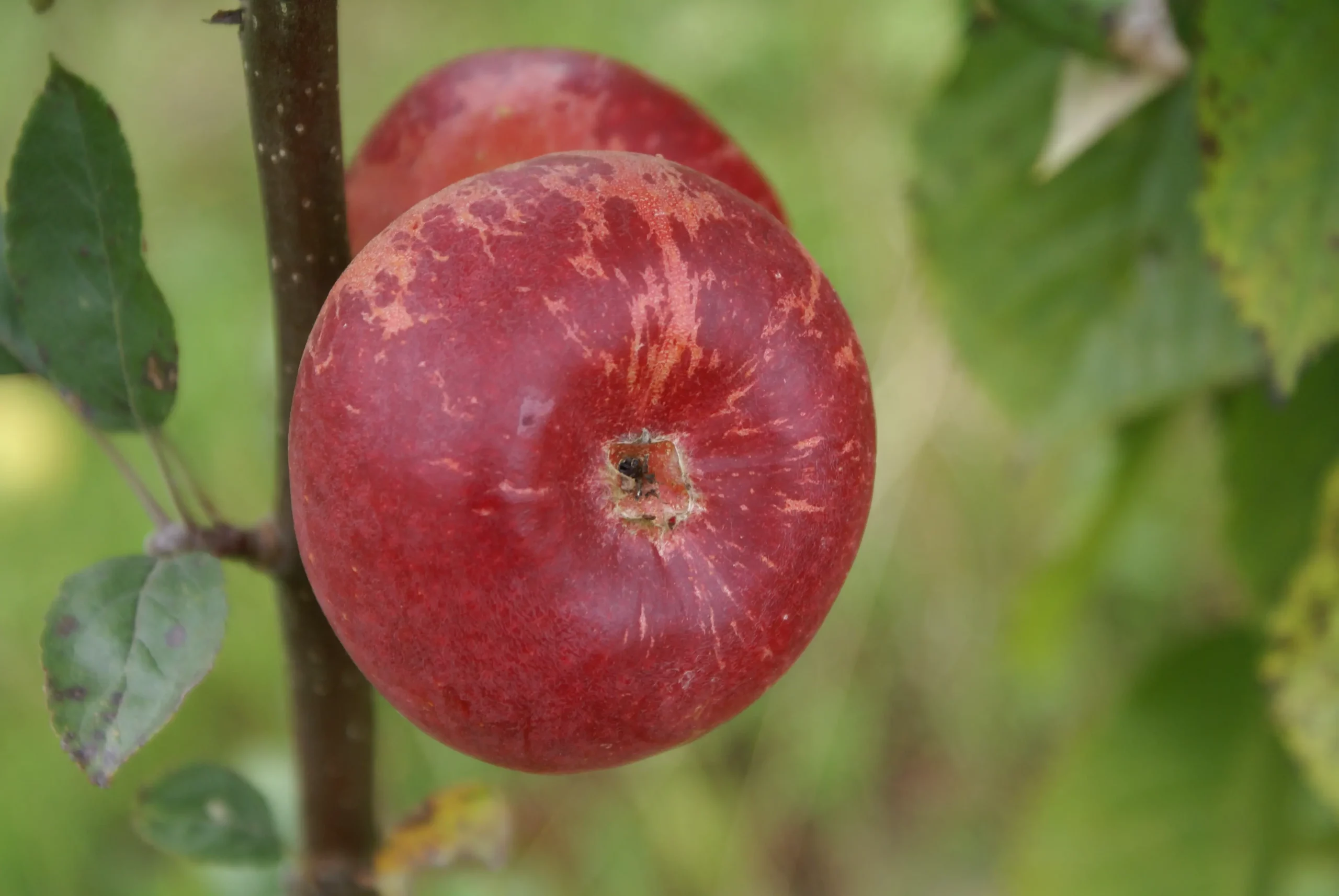 Michel Adam Reinette Baumann pommier pomme sucrée à couteau