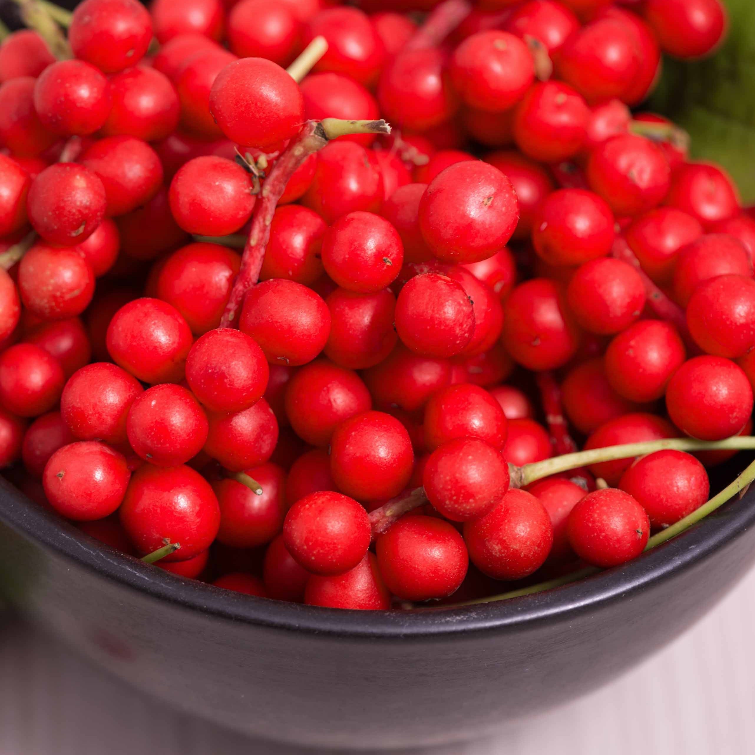 Bakker Fruit de la vitalité Schisandra fruitier 2L 40-50cm