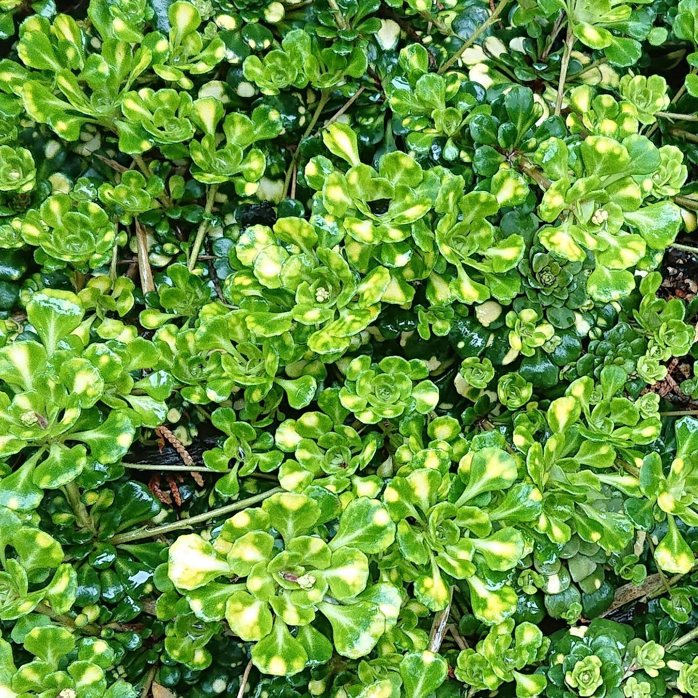 Passion Vivaces SAXIFRAGA cuneifolia Variegata saxifrage fleurs blanches