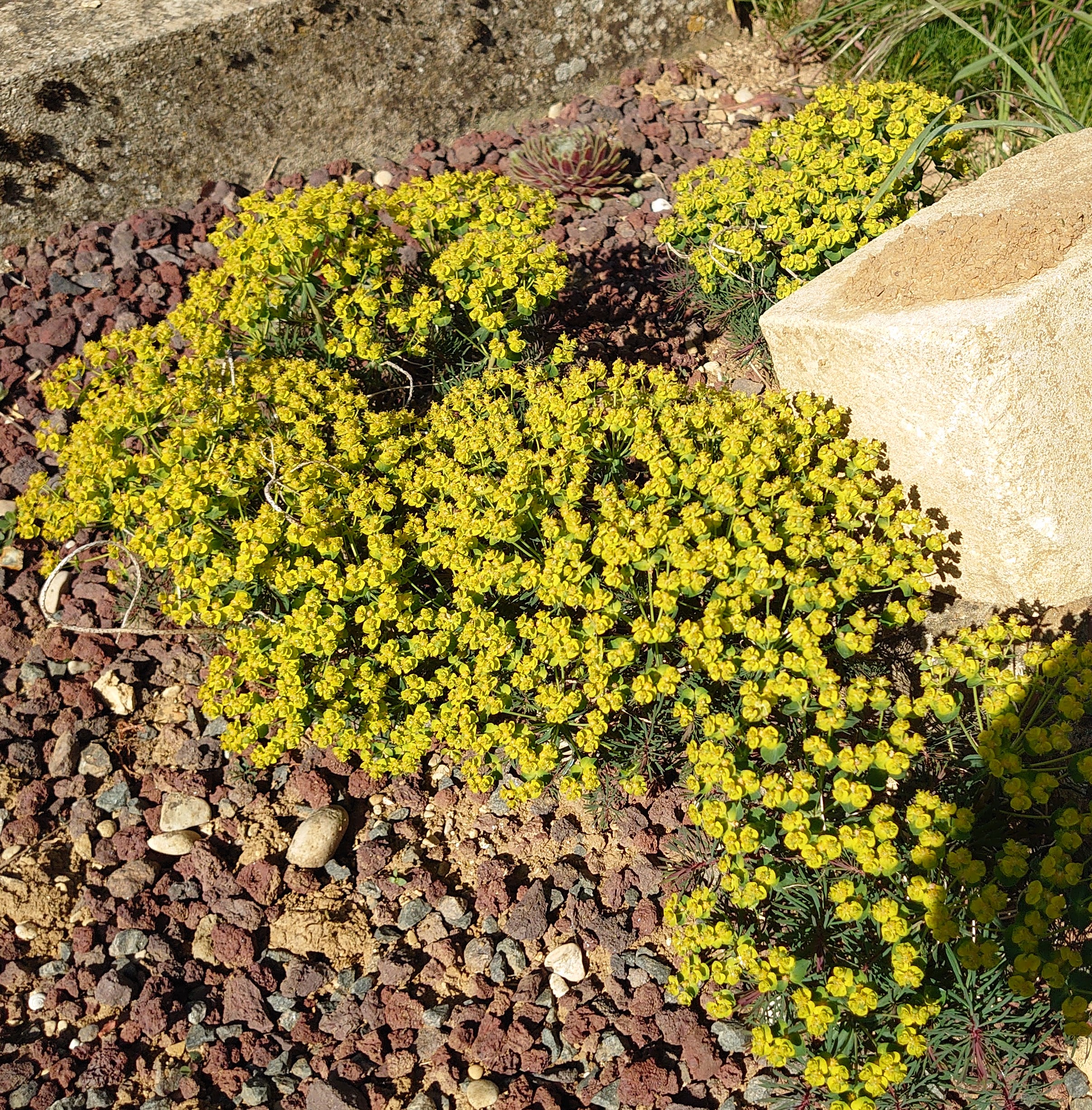 Passion Vivaces Euphorbia Clarice Howard euphorbe jaune pot 1L