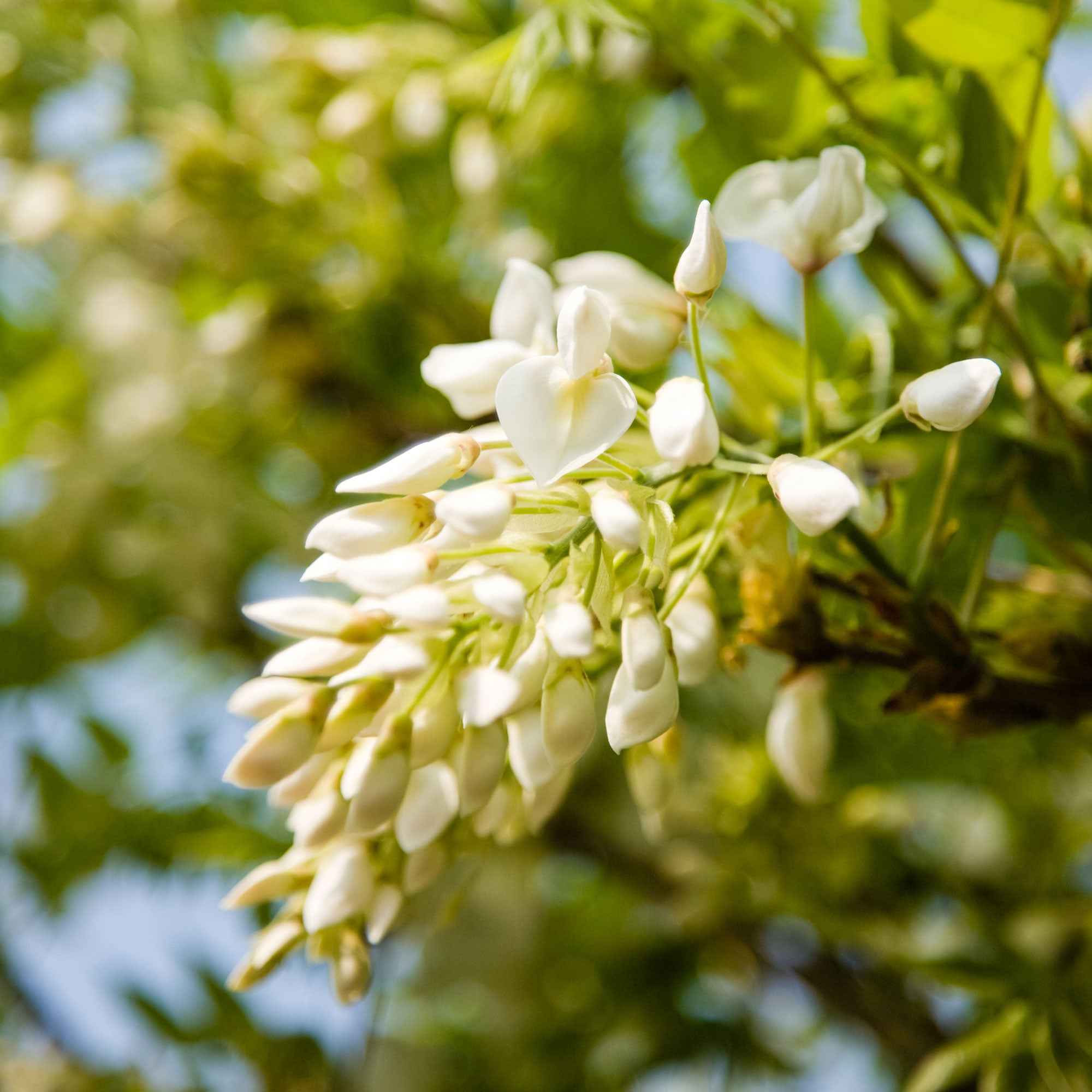 Bakker Glycine blanche grimpante parfumée 2L 40-50cm