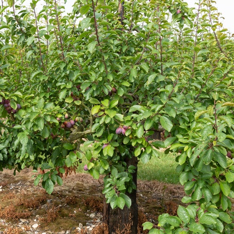 Bakker Stanley prunier fruitier pot 3L 80-100cm