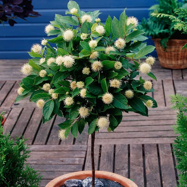 Bakker Cephalanthus occidentalis bois-bouton arbuste tige 50cm pot 3L