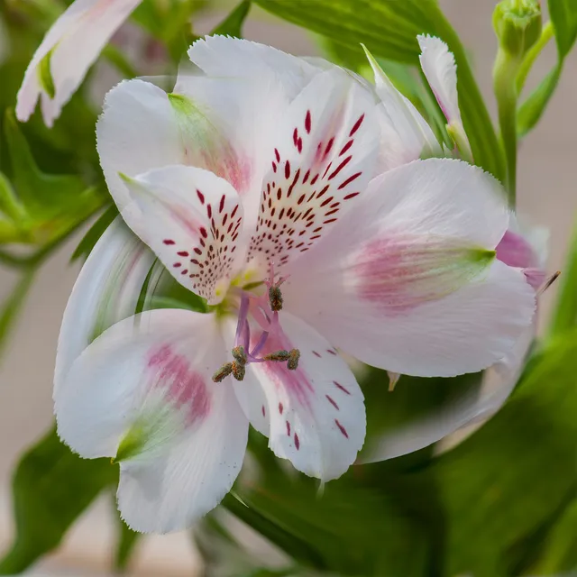 Bakker Plantes vivaces Alstroémère Béatrice pot rose