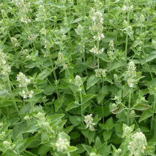 Bakker Nepeta Citriodora herbe aux chats 3 pots citron