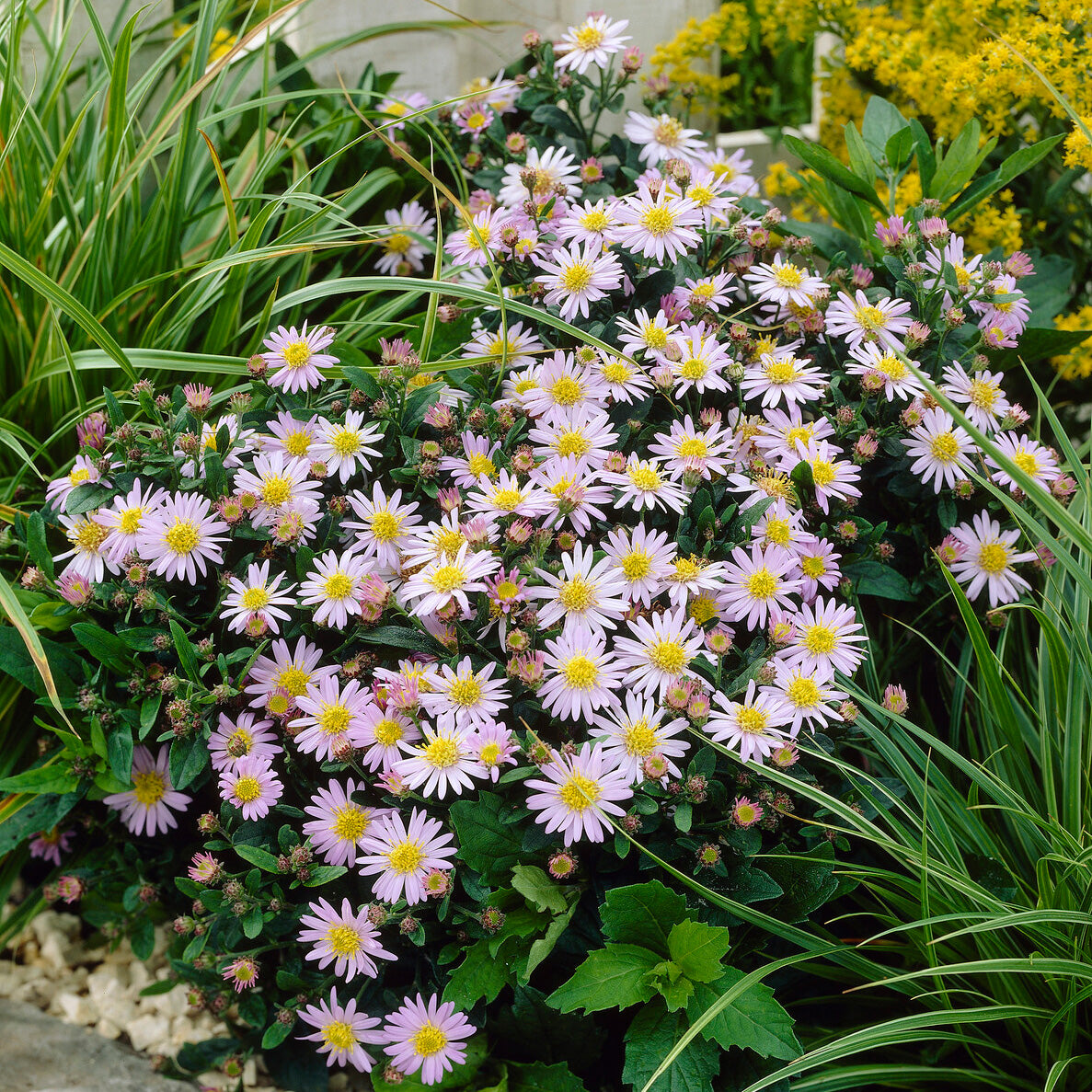 Bakker Stardust astère nain plante vivace pot 9cm rose