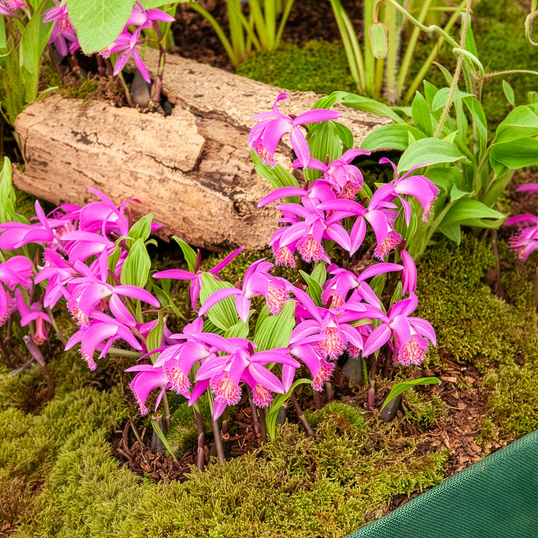 Bakker Bulbes Orchidée Pleione Tongariro rose 1 bulbe