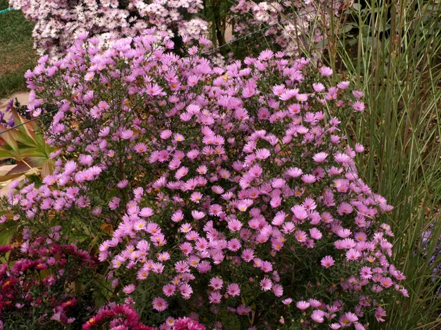 Passion Vivaces Aster ericoides Rosa Nippon plante vivace godet rose