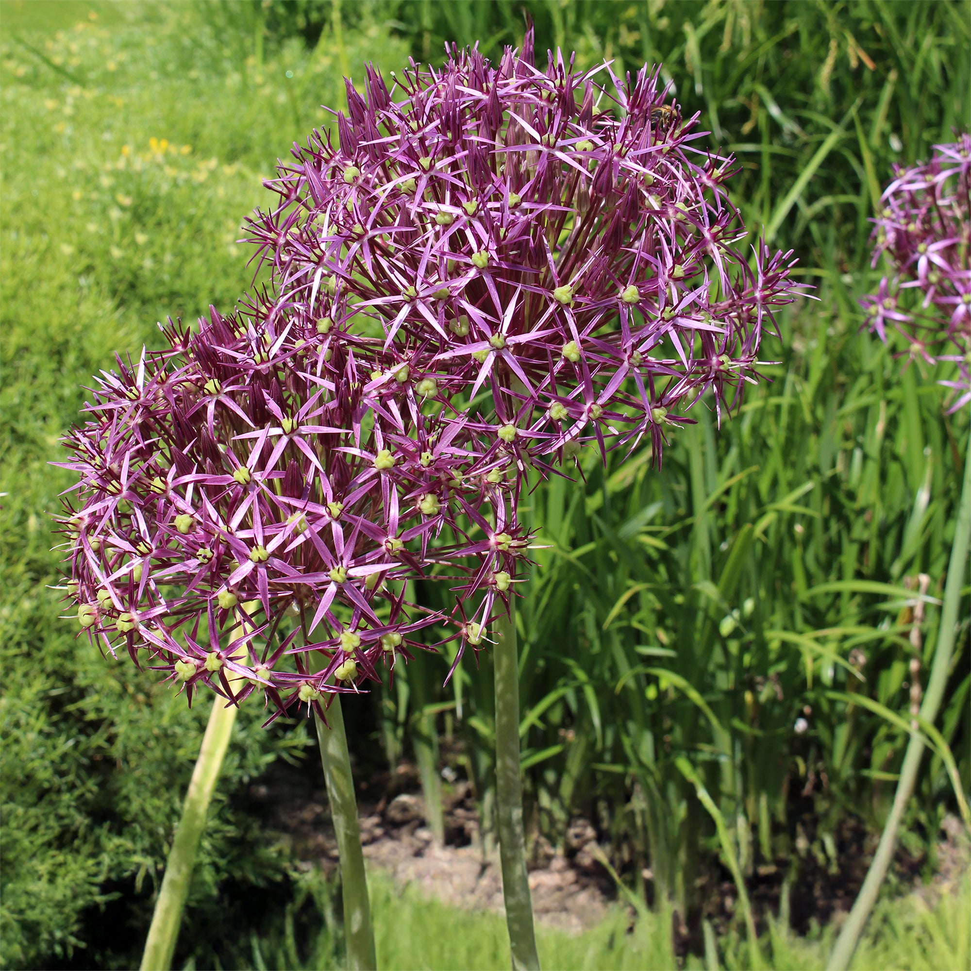Bakker Bulbes à fleurs Allium Christophii bulbes 10 bulbes violet