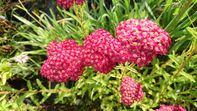 Passion Vivaces Achillea millefolium Red Velvet achillée rouge godet