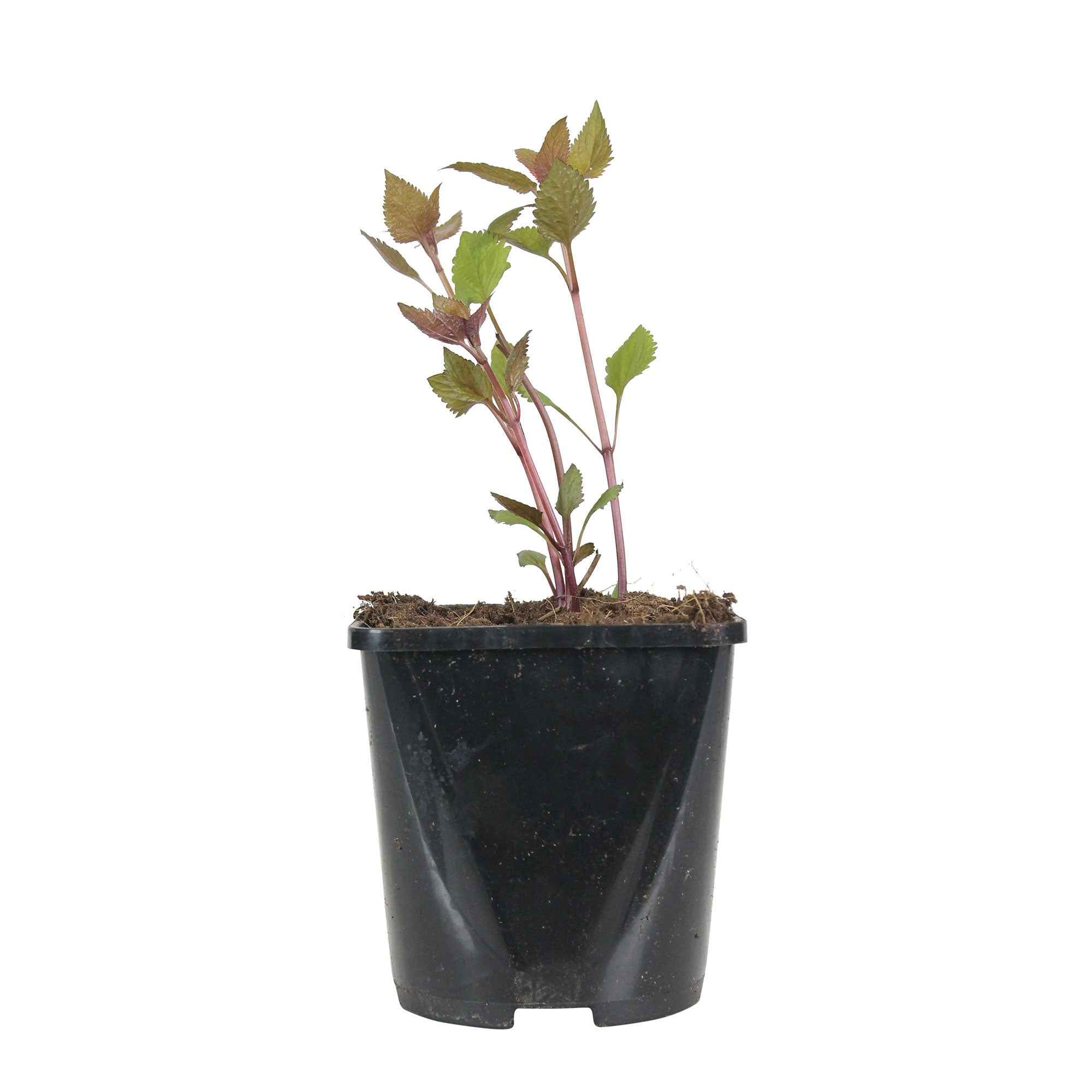 Bakker Chocolate eupatoire à feuilles molles pot Ø9cm