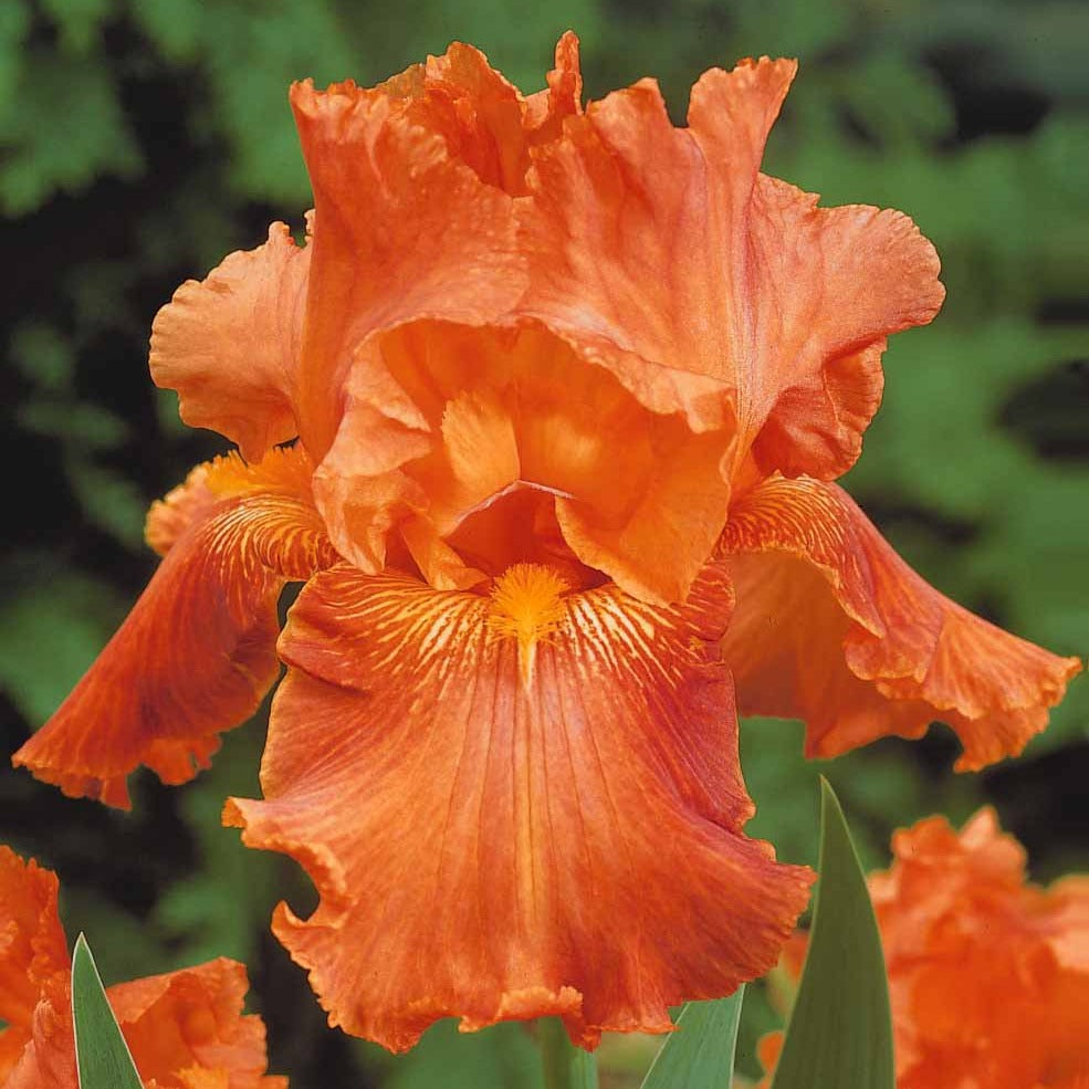 Bakker Iris de jardin mélange vivace paquet 6 racines noir