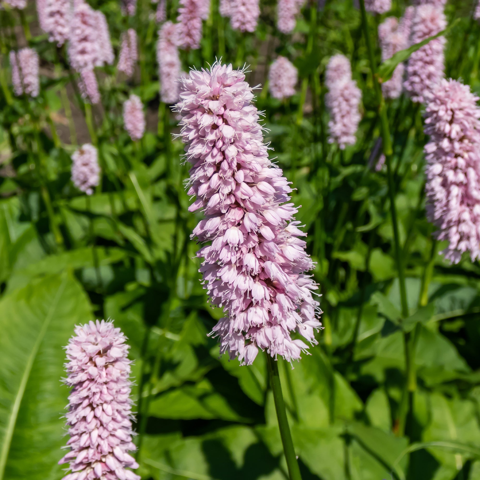 Bakker Renouée Persicaria Superba vivace pot 8cm rose