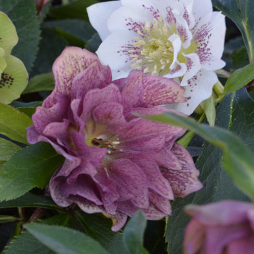 Bakker Hellébore d’Orient double plante pot 9cm violet