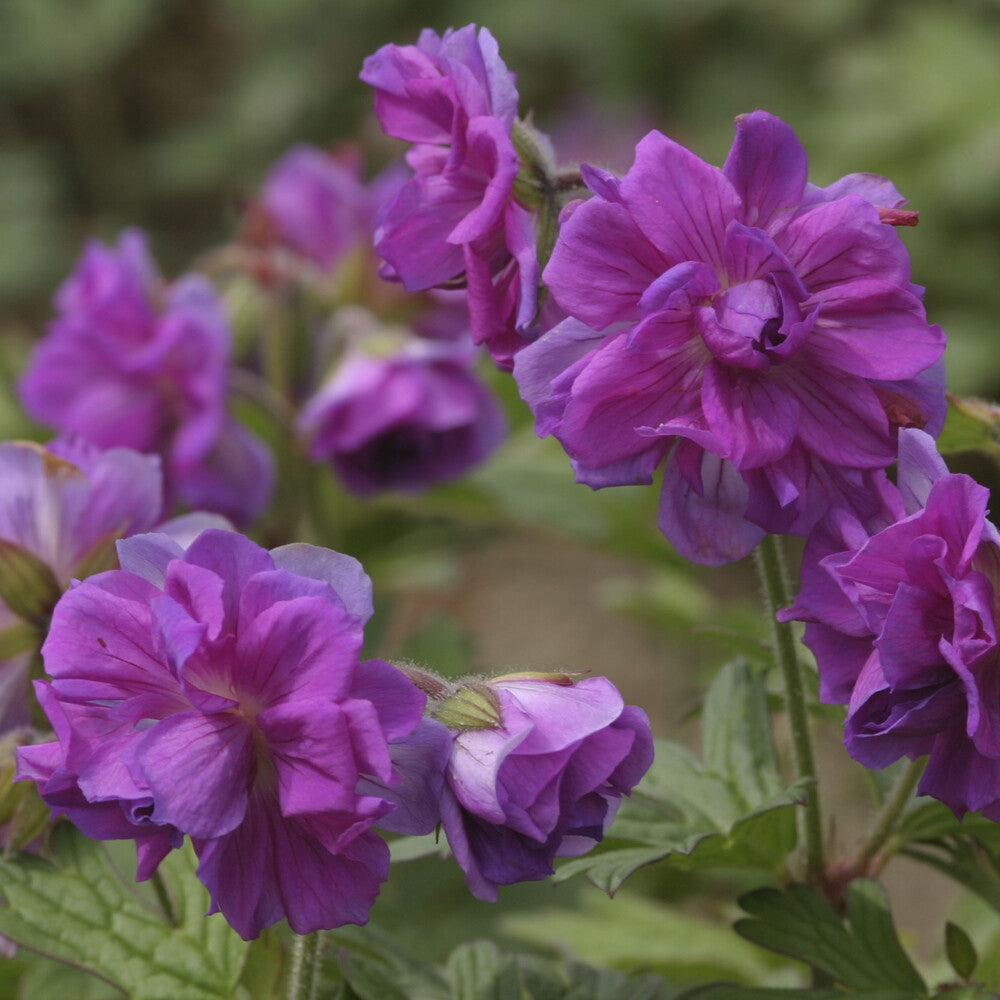 Bakker Géranium Himalaya Plenum vivace violet pot 9cm