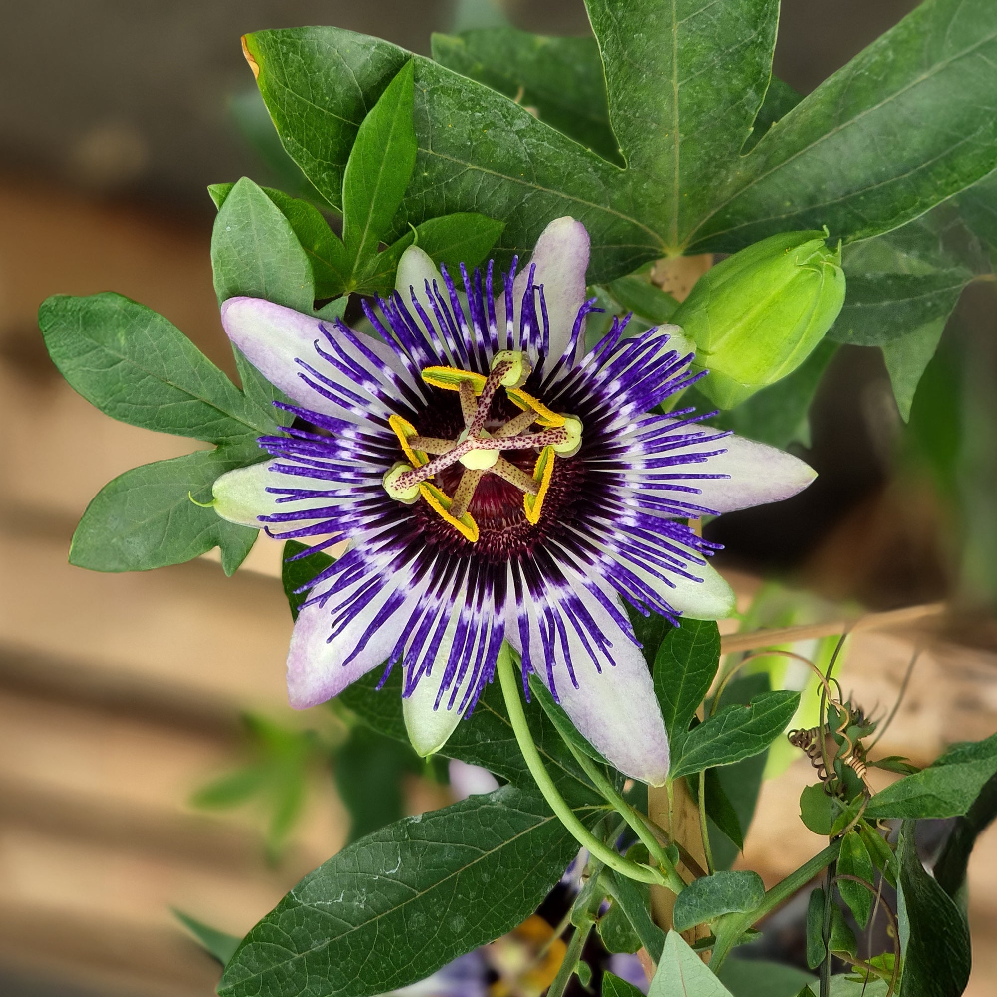 Bakker Passiflore Damsel's Delight plante grimpante pot 1,5L violet