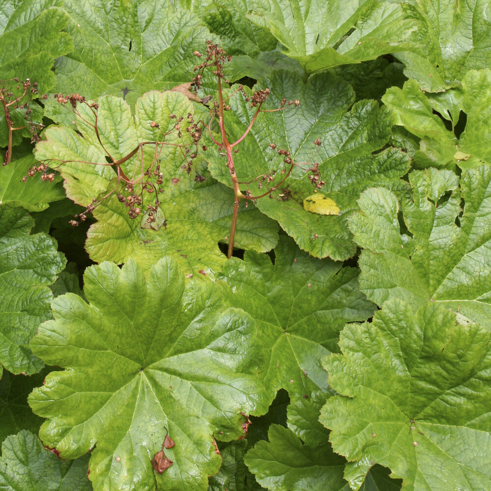 Bakker Vivaces Saxifrage pelté vivace pot 9cm