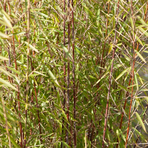 Bakker Bambou Jiuzhaigou non-traçant pot 40-50cm rustique