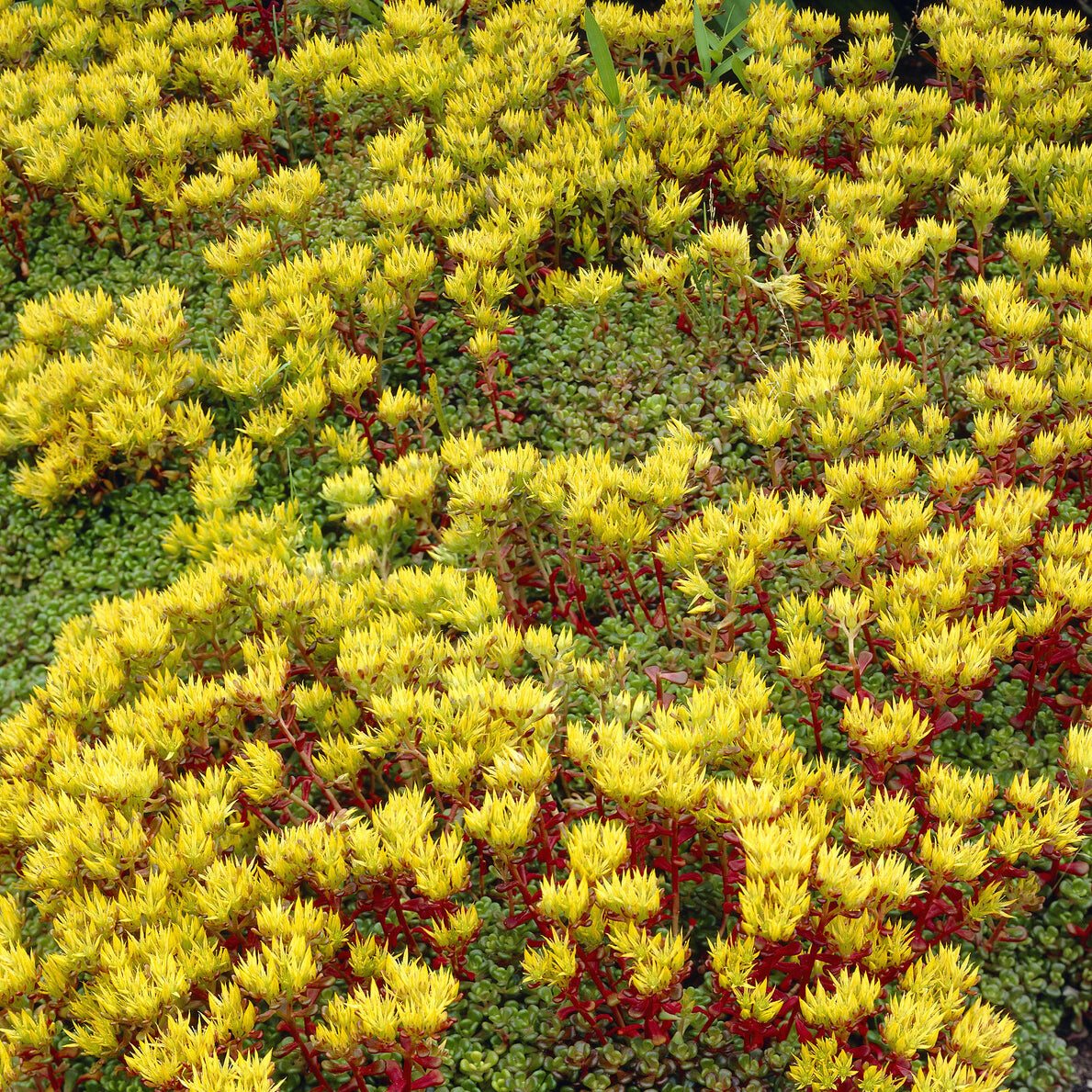 Bakker Plantes vivaces Sedum Oregon orpin pot 9cm jaune