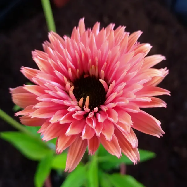 Passion Vivaces Echinacea Sunseekers Rainbow plante pot 1L longue floraison