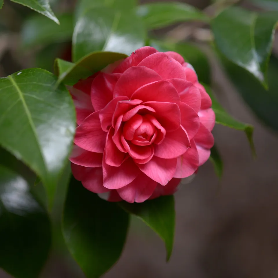 Bakker Camélia Principessa Baciocchi pot 15cm rouge