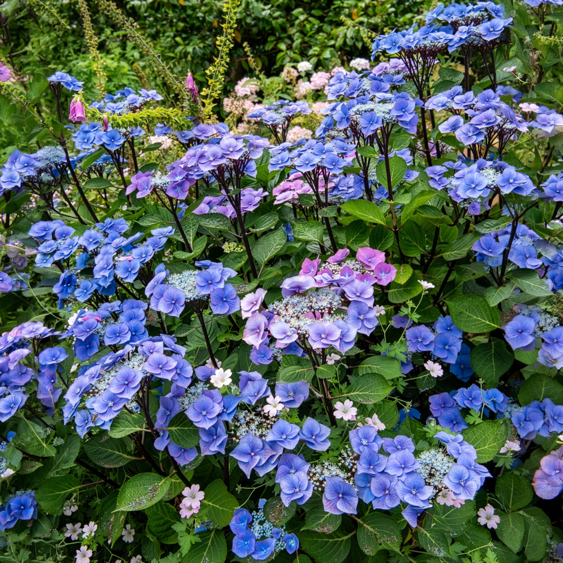 Bakker Hortensia Zorro Bleu arbuste pot 4,5L tiges rigides