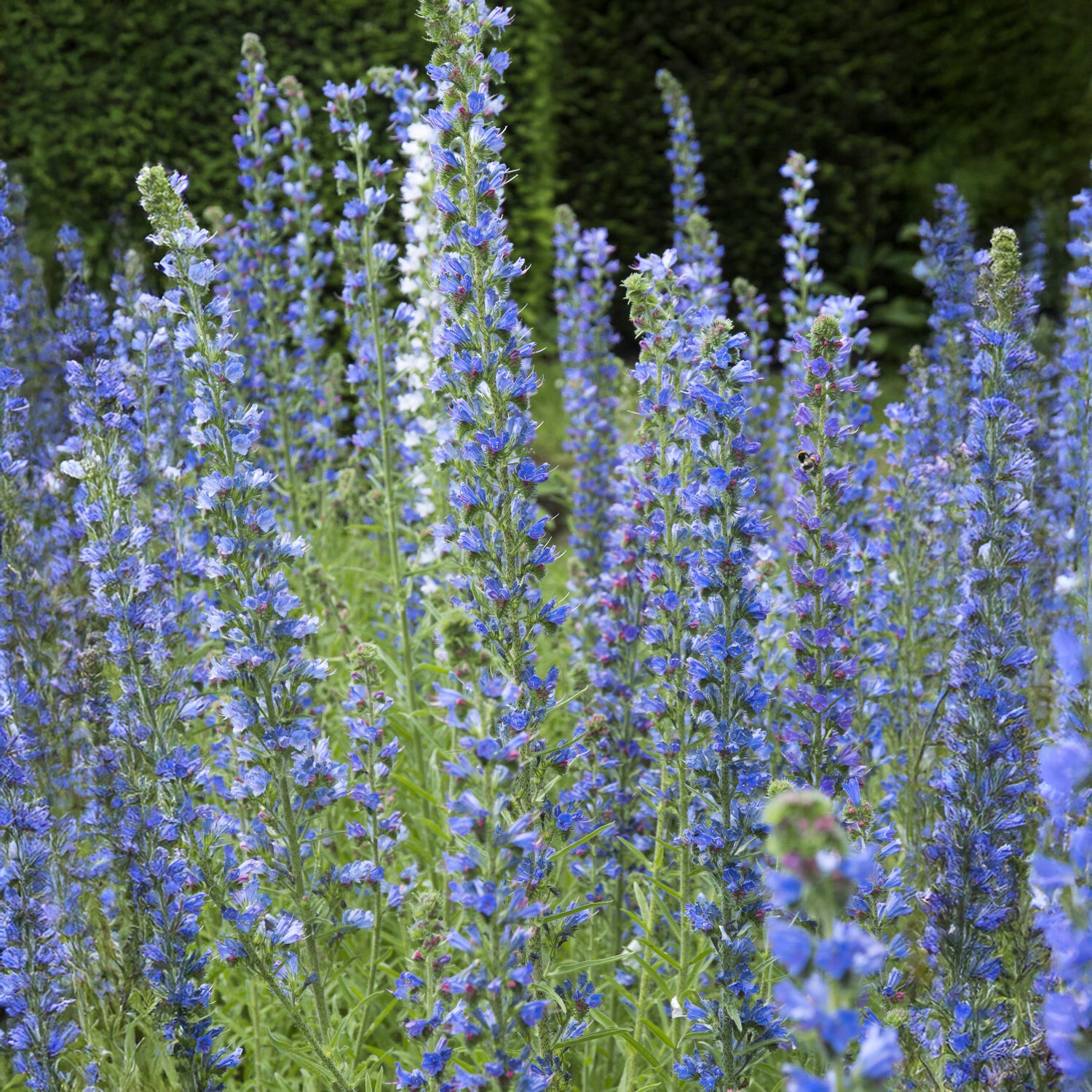 Bakker Vipérine commune plante vivace bleue pot 9cm